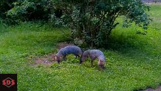 Foxes Eating #nature