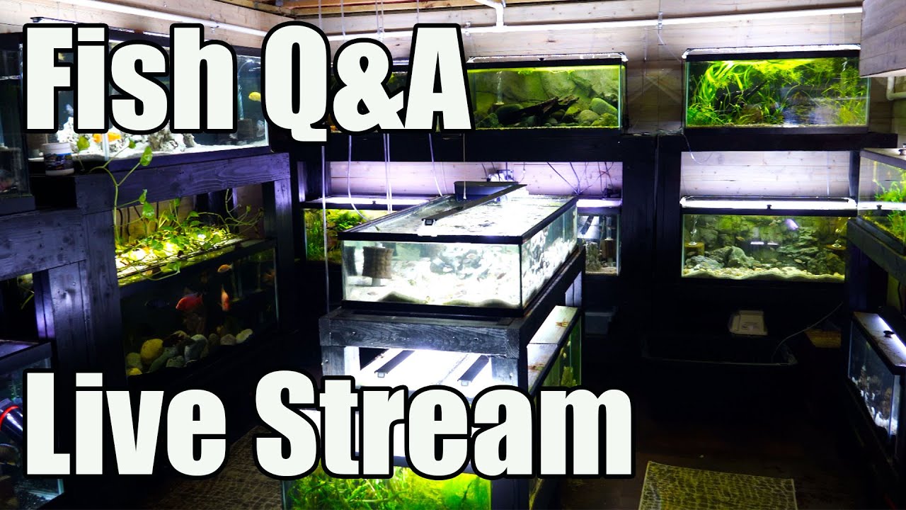 time-for-fish-q-a-youtube