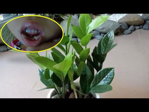 Video Hái một lá kim tiền nhai thử ông bố phát hoảng khi... - youtube