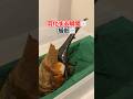 レア映像 ヘラクレスオオカブトが羽化する瞬間 カブトムシ ヘラクレスオオカブト 羽化