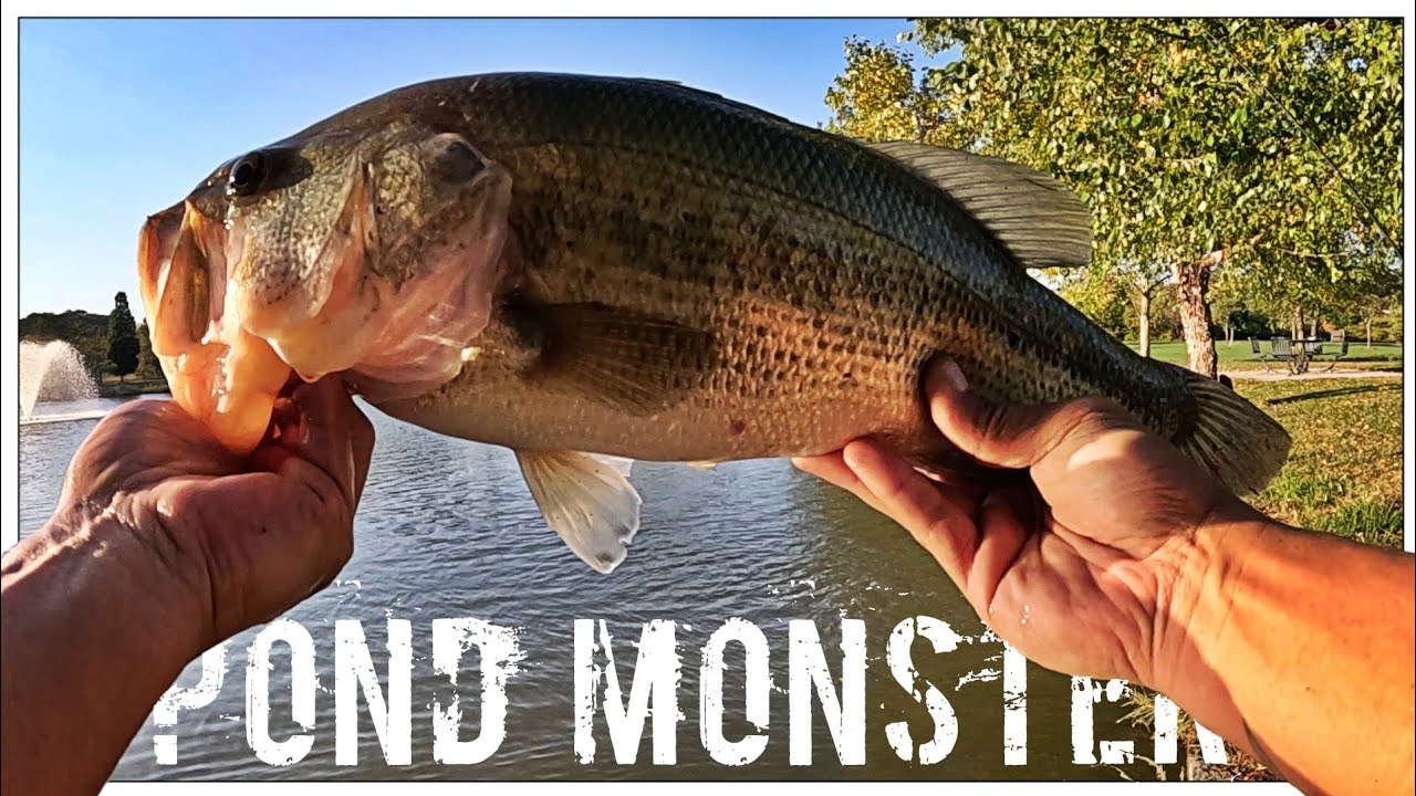 I Went Fishing With Live Bait… And Hooked A Giant!