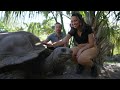 Aldabra tortoise insider tour  busch gardens tampa bay