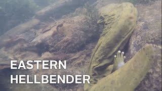 Eastern Hellbender — The Nature Tapes