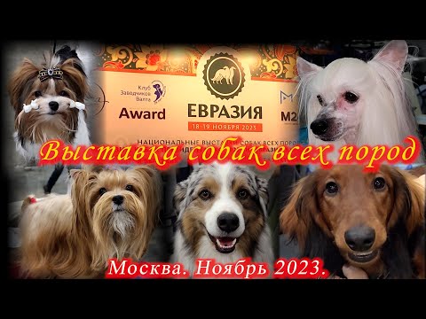 Москва. Ноябрь 2023. Крокус Сити Холл. Выставка собак всех пород ЕВРАЗИЯ 23.