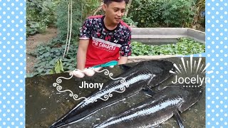 #2 Cara Membedakan Ikan Gabus Jantan dan Betina