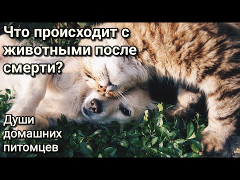 Видео: Когда животные умирают, куда они попадают?