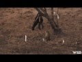 Hunting Leopard in Mozambique