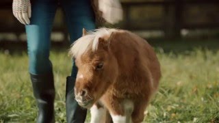 Amazon TV Ad -- A Lonely Little Horse