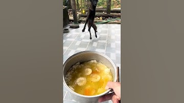 Rất Vui Mừng Lu Ăn Khoẻ // Thêm dinh dưỡng vào thức ăn - ngày thứ 11 nuôi Lu - tronpiu vlog #shorts