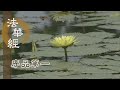 【靜思妙蓮華】20200211 - 慈悲十力無畏起 - 第155集