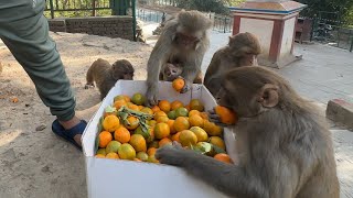 Feeding 26 kilogram orange to monkeys and heavy testy meal for group of hungry dogs