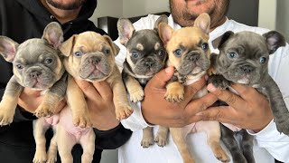 FRENCHIE PUPPIES