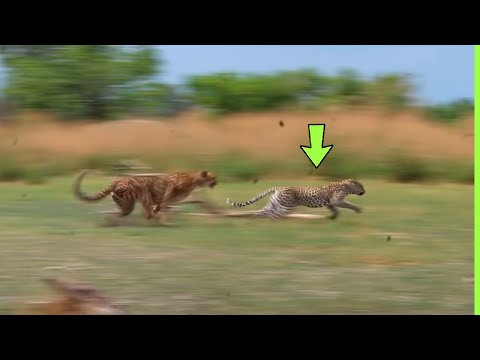Vídeo: Jaguar - velocidade de corrida. Quem é mais rápido: uma chita ou uma onça? foto animal jaguar