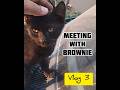 #kitten #catlover #animallover #india #pakistan #viralvideo