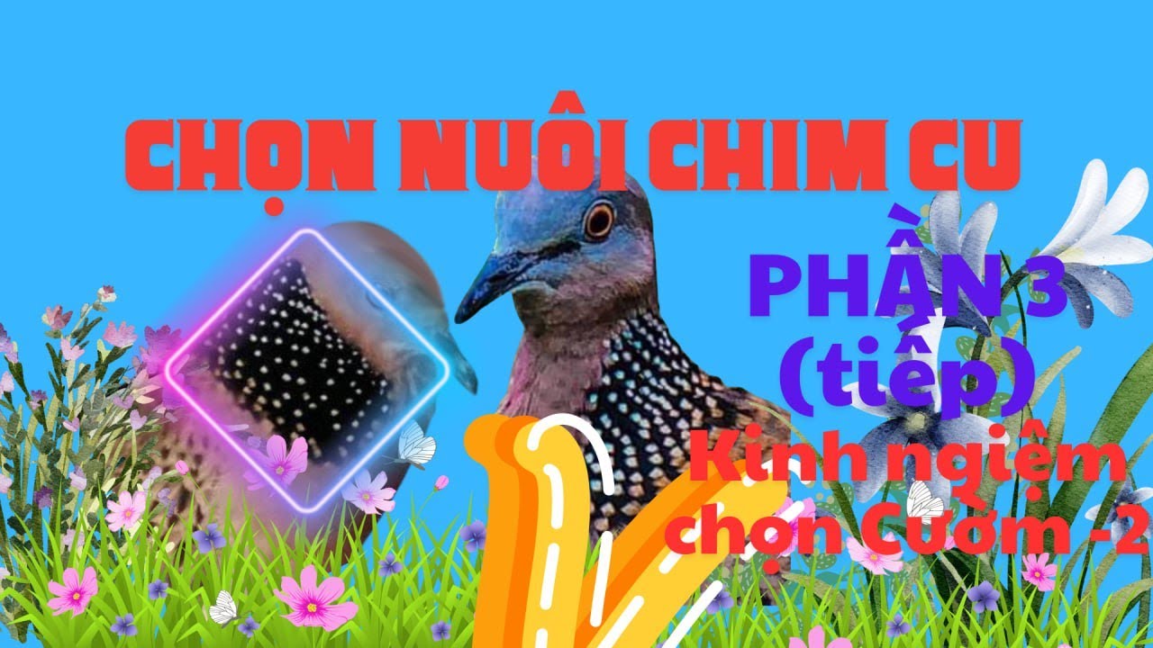 combo cườm gù hậu chim cu gáy