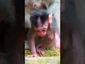 Ep959. The Ultimate Monkey Compilation to Make Your Day Instantly Better