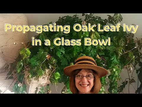 Oak Leaf Ivy - Beautiful Houseplant - Care & Propagating - Non-Toxic to Pets - Rooted in Glass Bowl