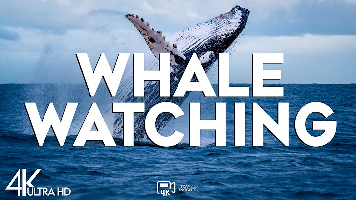 Top 10 Best Whale Watching Tours Around the World - Travel Video 2024 thumbnail
