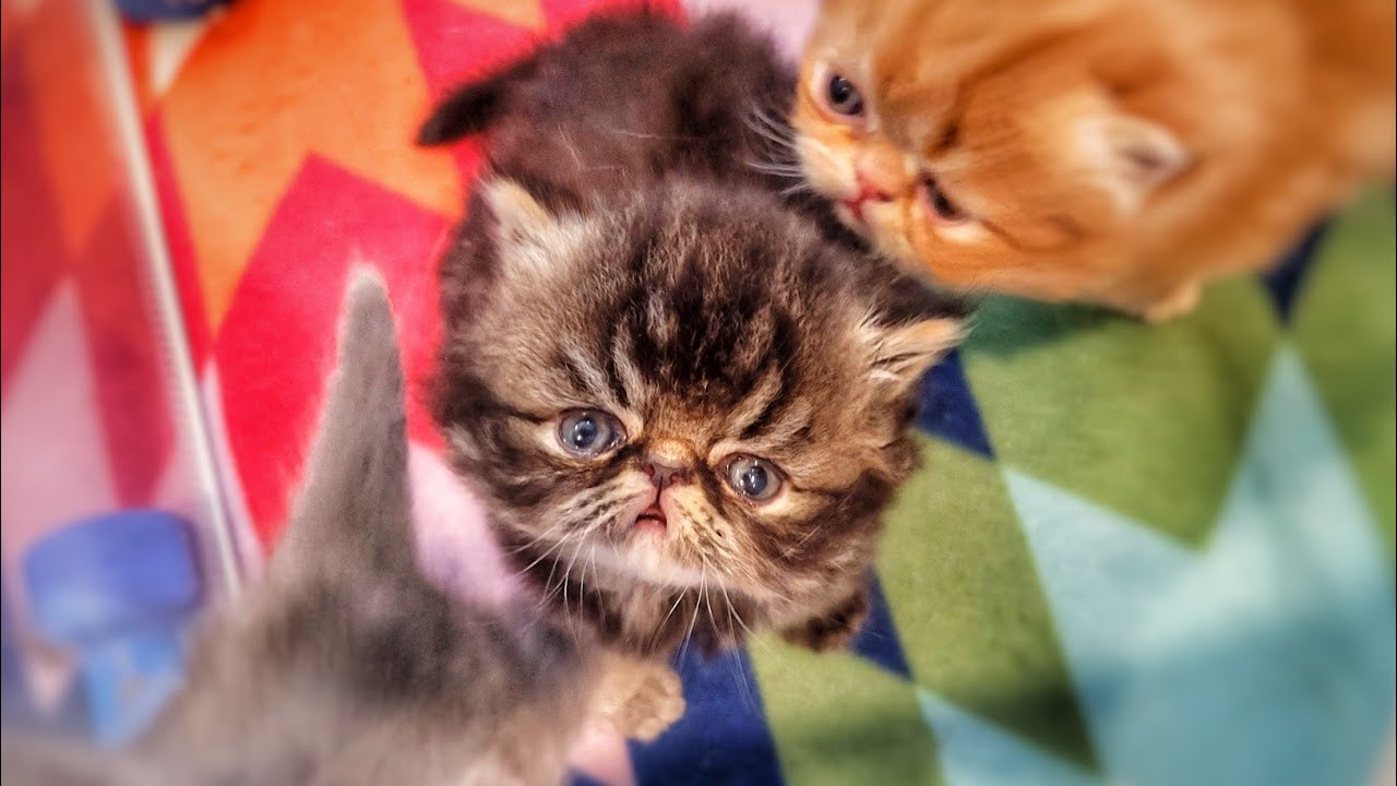 Baby Persian Kittens - A whole new world! 