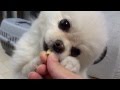 オヤツを食べるポメラニアンが近い