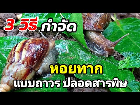 วีดีโอ: วิธีควบคุมหอยทากในสวนอย่างเป็นธรรมชาติ