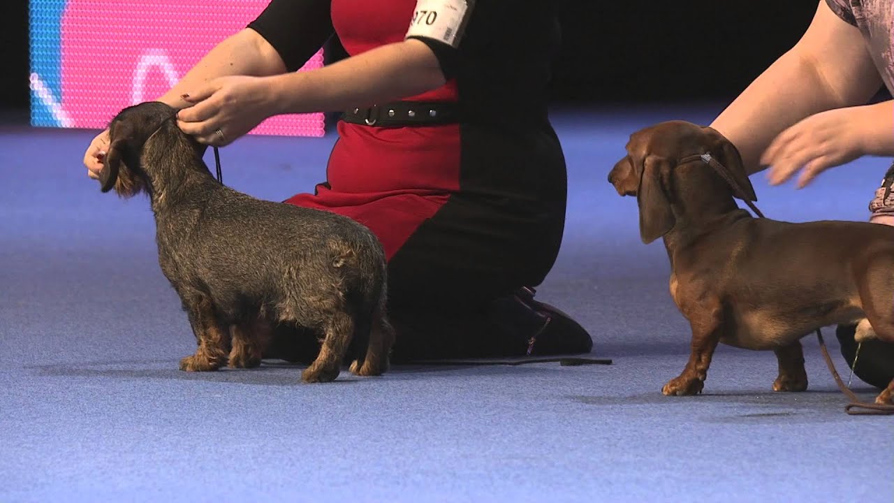 Helsinki Winner 2015 - FCI 4