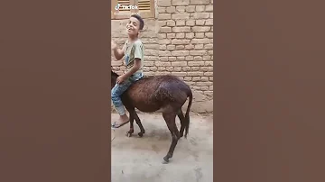 احسن حماره في العالم 