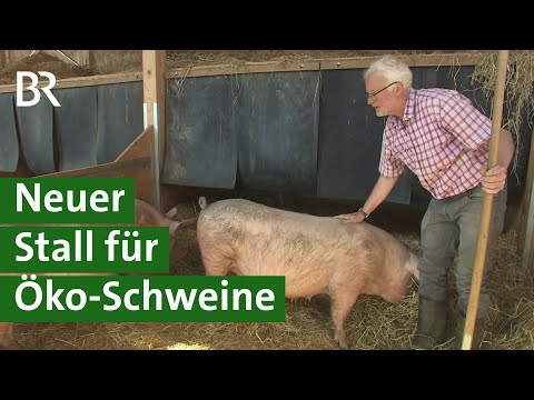 Video: Hat der Schweinestall Janis Joplin gedatet?