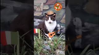 Calling cats in different languages compilation