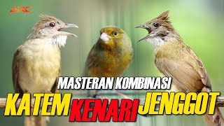 MASTERAN KOMBINASI KAPAS TEMBAK - KENARI - CUCAK JENGGOT