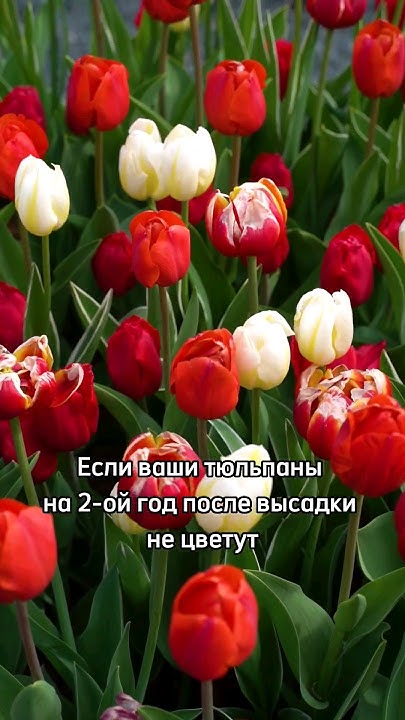 ПРАВИЛЬНЫЙ УХОД ЗА ТЮЛЬПАНАМИ ПОСЛЕ ЦВЕТЕНИЯ - YouTube