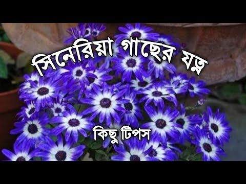 ভিডিও: Cineraria: রোপণ এবং যত্ন