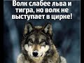 Песня про волка!!!Может и ты в душе волк?!!