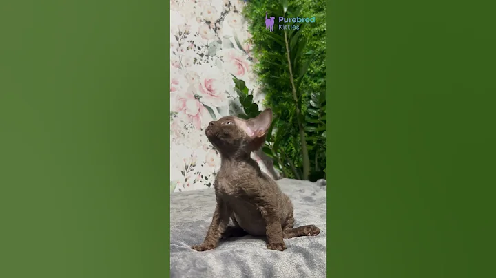 Video 10440061: devon rex kitten, devonrex, kitten chocolate