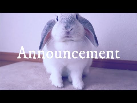 うさぎ うさぎのスノーが突然の取材を受けました Snow The Rabbit Got An Unexpected Interview Youtube