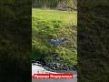 В пешей доступной зоне вот такая красота в Нидерландах(природа,птицы )