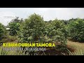 KEBUN DURIAN TAMORA, 1,8 BULAN BERBUNGA