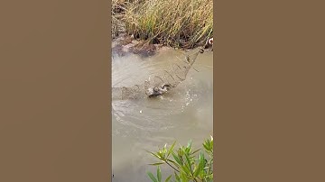 thuốc cá đuổi ở Cà Mau