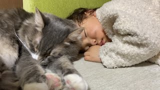 大人の手足には思いっきりしがみつく猫 ノルウェージャンフォレストキャットcat that clings to the limbs of an adult. Norwegian Forest Cat.