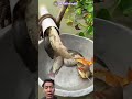 Menangkap Ikan ⁉️