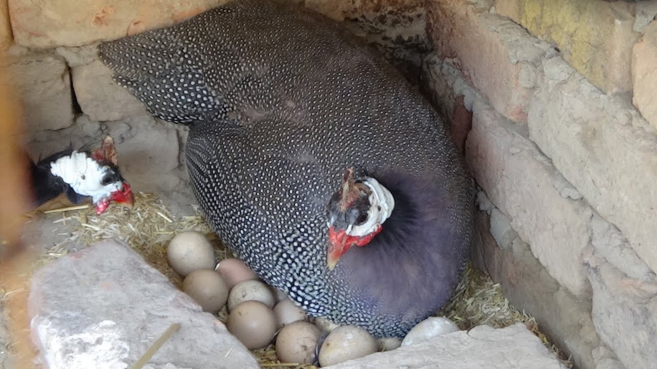 Guinea Fowl sitting 33 days on eggs for Hatching Eggs