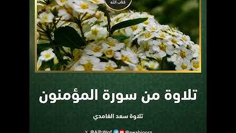 تلاوة من سورة المؤمنون