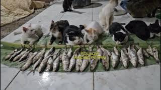 TERJADI INSIDEN DI ACARA TANYA JAWAB KUCING PETANI