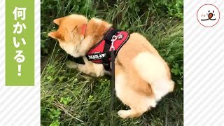 飼い主さんとお散歩を楽しむ柴犬さん