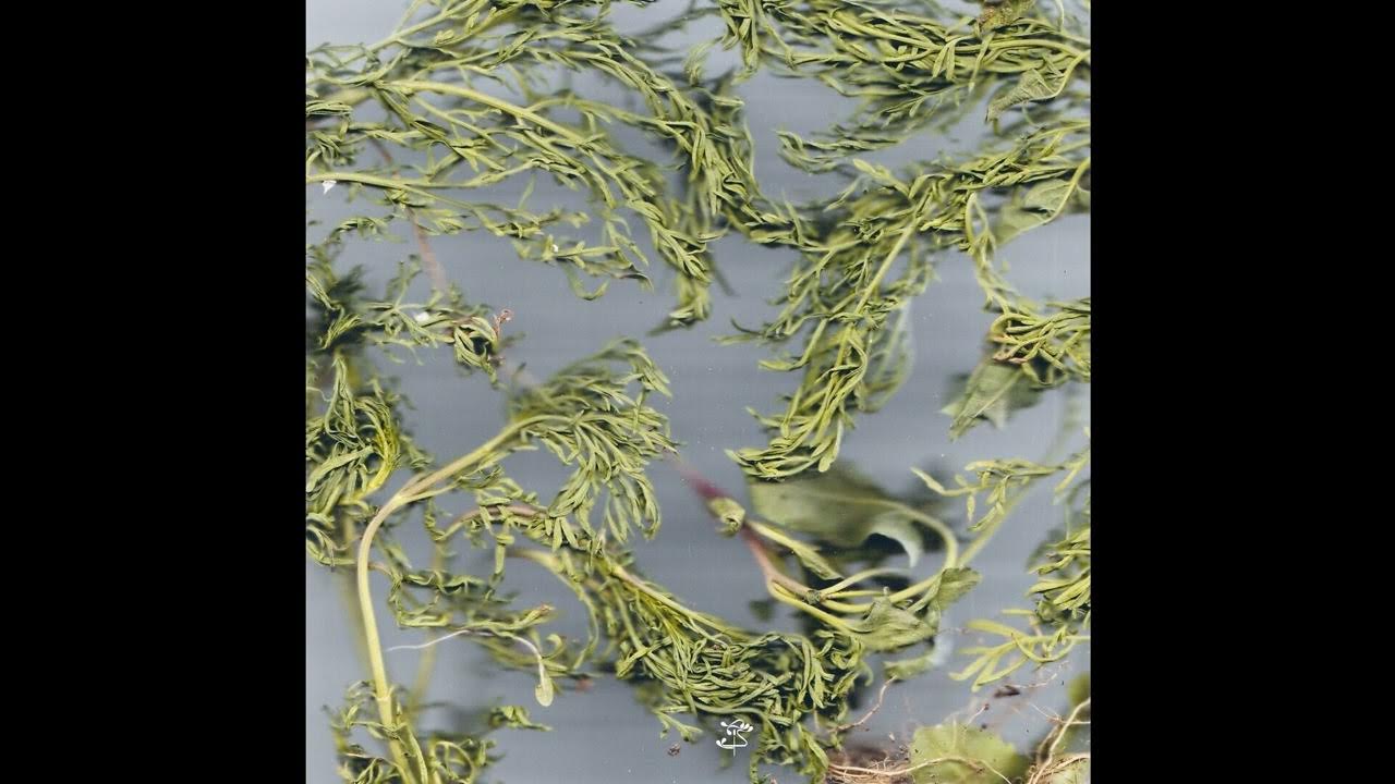 PREMIERE Small Crab Bengal Spice [Paryìa] YouTube