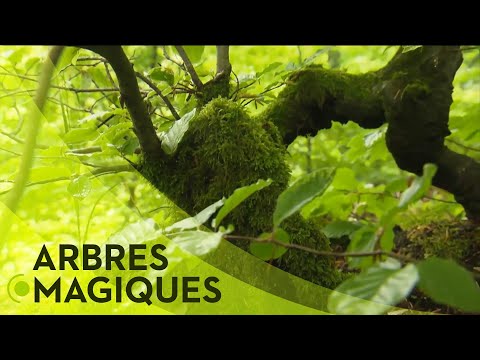 Vidéo: Les Propriétés Magiques Des Arbres - Vue Alternative