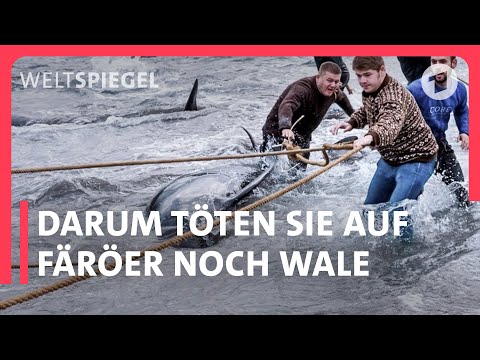 Video: Wer darf noch Wale jagen?