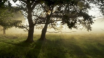 Forest sample video (by Matthias_Groeneveld on Pixabay)