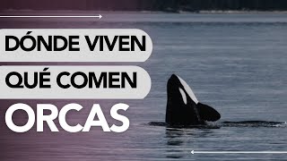 Dónde VIVEN las ORCAS y QUÉ COMEN 😮🌊 ¡ALUCINANTE!