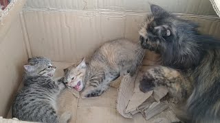 Rescue Kittens Hissing At Mother And Mother Is Beating Her Kittens - They Are Abandoned And Scared